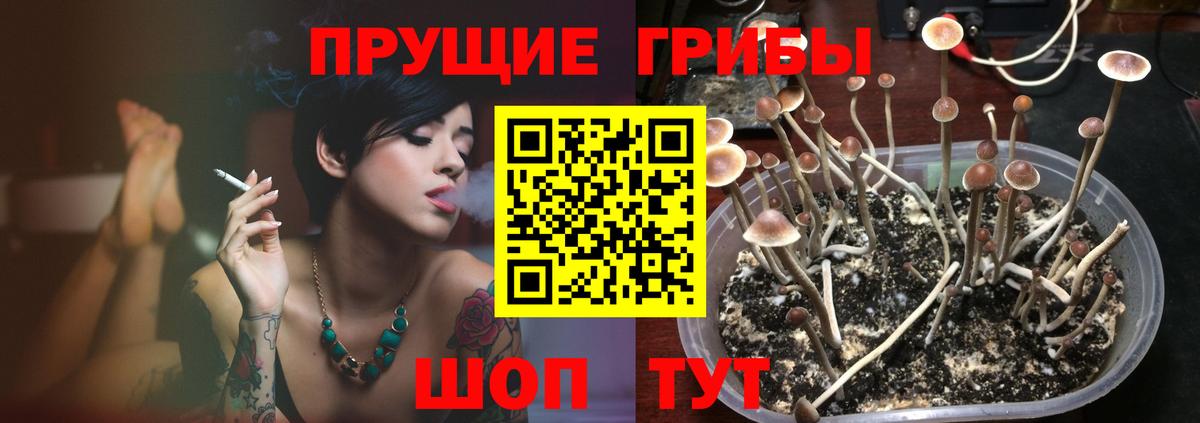 Галлюциногенные грибы GOLDEN TEACHER  Вход с VPN  Кисловодск 